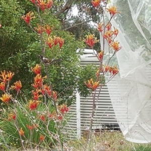 Phylidonyris novaehollandiae at Albury - 24 Nov 2023