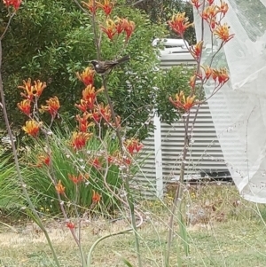 Phylidonyris novaehollandiae at Albury - 24 Nov 2023