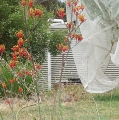 Phylidonyris novaehollandiae at Albury - 24 Nov 2023