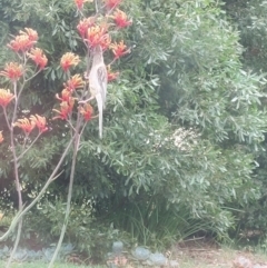 Anthochaera carunculata (Red Wattlebird) at Wirlinga, NSW - 19 Nov 2023 by RobCook