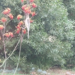 Anthochaera carunculata (Red Wattlebird) at Albury - 20 Nov 2023 by RobCook