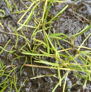 Lilaeopsis polyantha at Adaminaby, NSW - 23 Nov 2023 09:02 AM