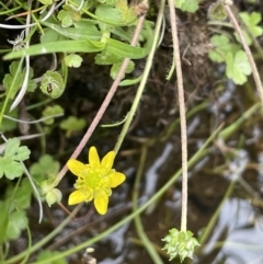 Ranunculus pimpinellifolius (Bog Buttercup) at Adaminaby, NSW - 23 Nov 2023 by JaneR
