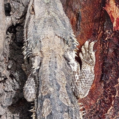 Pogona barbata (Eastern Bearded Dragon) at Wakool, NSW - 14 Nov 2023 by RobCook