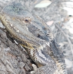 Pogona barbata at Wakool, NSW - suppressed