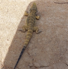 Pogona barbata (Eastern Bearded Dragon) at Wakool, NSW - 14 Nov 2023 by RobCook