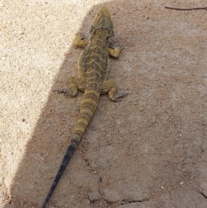 Pogona barbata at Wakool, NSW - suppressed