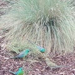 Psephotus haematonotus (Red-rumped Parrot) at Albury - 9 Nov 2023 by RobCook