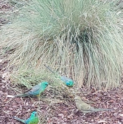 Psephotus haematonotus (Red-rumped Parrot) at Wirlinga, NSW - 9 Nov 2023 by RobCook