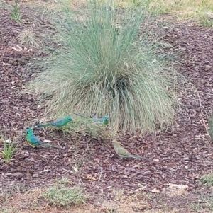 Psephotus haematonotus at Albury - 9 Nov 2023 12:45 PM
