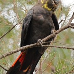 Calyptorhynchus lathami lathami (Glossy Black-Cockatoo) at Lilli Pilli, NSW - 15 Nov 2023 by novaehollandiae