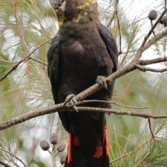 Calyptorhynchus lathami lathami at Lilli Pilli, NSW - suppressed