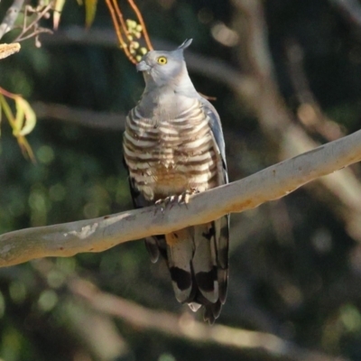 Aviceda subcristata (Pacific Baza) at Lilli Pilli, NSW - 30 Oct 2023 by novaehollandiae