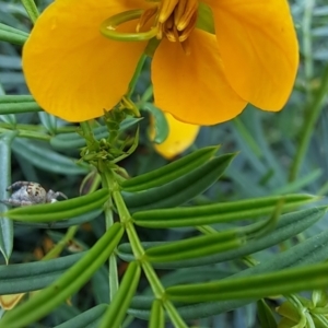 Opisthoncus sp. (genus) at Watson, ACT - 24 Nov 2023