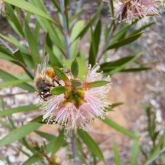 Apis mellifera (European honey bee) at Watson, ACT - 24 Nov 2023 by abread111