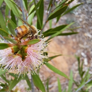 Apis mellifera at Watson, ACT - 24 Nov 2023 12:11 PM