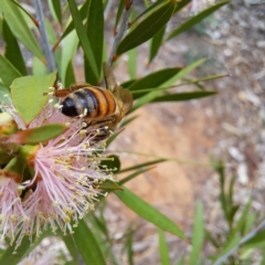 Apis mellifera at Watson, ACT - 24 Nov 2023 12:11 PM