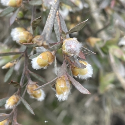 Leptospermum lanigerum (Woolly Teatree) at Adaminaby, NSW - 23 Nov 2023 by JaneR