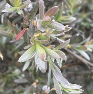 Leptospermum lanigerum at Adaminaby, NSW - 23 Nov 2023
