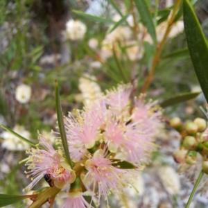 Euryglossinae (subfamily) at Watson, ACT - 24 Nov 2023