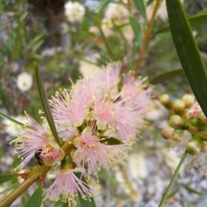 Euryglossinae (subfamily) at Watson, ACT - 24 Nov 2023