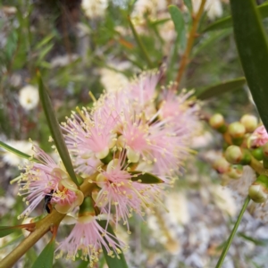 Euryglossinae (subfamily) at Watson, ACT - 24 Nov 2023