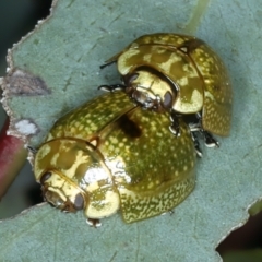 Paropsisterna cloelia (Eucalyptus variegated beetle) at Ainslie, ACT - 30 Dec 2022 by jb2602