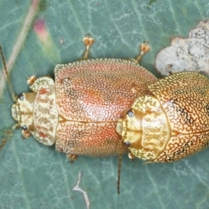 Paropsis atomaria at Mount Ainslie - 30 Dec 2022