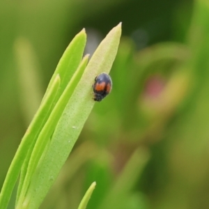 Diomus notescens at Belvoir Park - 24 Nov 2023