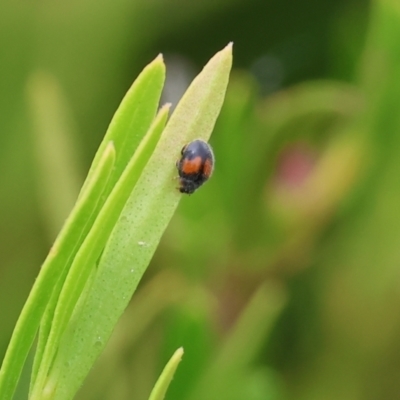 Diomus notescens (Little two-spotted ladybird) at Belvoir Park - 24 Nov 2023 by KylieWaldon