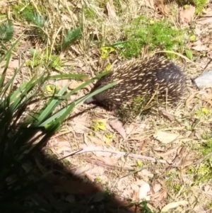 Tachyglossus aculeatus at Long Beach, NSW - 20 Oct 2023 01:31 PM