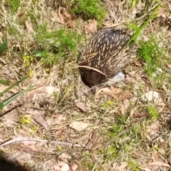 Tachyglossus aculeatus at Long Beach, NSW - 20 Oct 2023