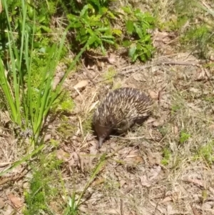 Tachyglossus aculeatus at Long Beach, NSW - 20 Oct 2023 01:31 PM