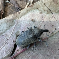 Larinus latus (Onopordum seed weevil) at Canberra Central, ACT - 1 Nov 2023 by ajlandford