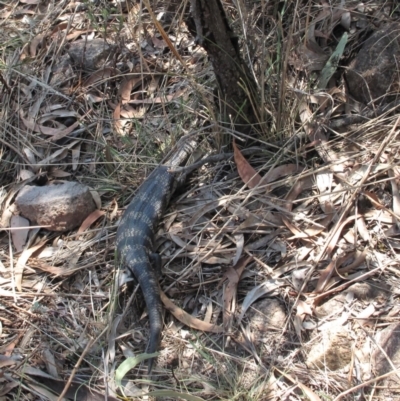 Tiliqua scincoides scincoides (Eastern Blue-tongue) at Tuggeranong, ACT - 18 Oct 2023 by BarrieR