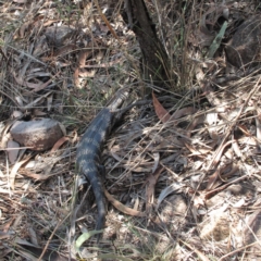 Tiliqua scincoides scincoides (Eastern Blue-tongue) at Mount Taylor - 18 Oct 2023 by BarrieR