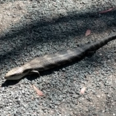 Tiliqua scincoides scincoides (Eastern Blue-tongue) at Tuggeranong, ACT - 10 Nov 2023 by BarrieR