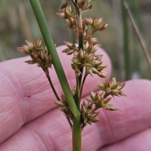 Juncus vaginatus at The Pinnacle - 23 Nov 2023 09:36 AM