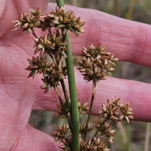 Juncus vaginatus at The Pinnacle - 23 Nov 2023 09:36 AM