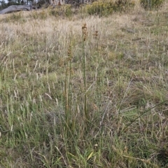 Juncus vaginatus at The Pinnacle - 23 Nov 2023 09:36 AM