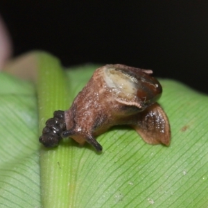 Ubiquitarion iridis at Capalaba, QLD - 22 Nov 2023