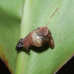 Ubiquitarion iridis at Capalaba, QLD - 22 Nov 2023