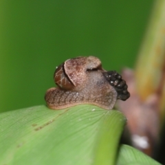 Ubiquitarion iridis at Capalaba, QLD - 22 Nov 2023