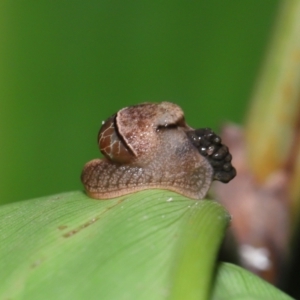 Ubiquitarion iridis at Capalaba, QLD - 22 Nov 2023