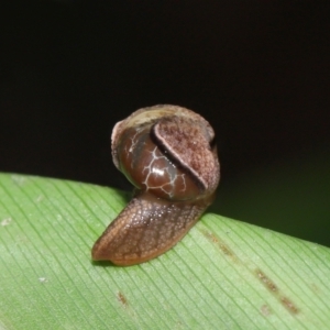 Ubiquitarion iridis at Capalaba, QLD - 22 Nov 2023