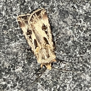 Agrotis munda at Reid, ACT - 15 Sep 2023 10:21 PM