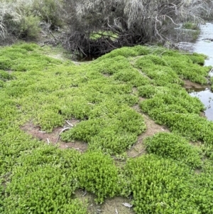 Gratiola peruviana at Adaminaby, NSW - 23 Nov 2023