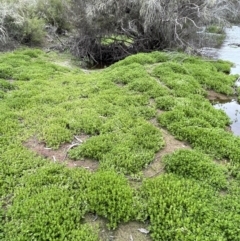 Gratiola peruviana at Adaminaby, NSW - 23 Nov 2023