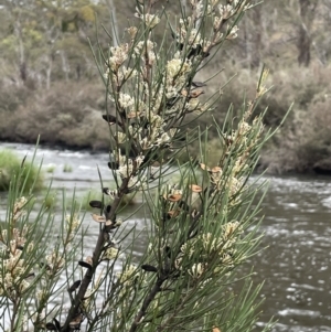 Hakea microcarpa at Adaminaby, NSW - 23 Nov 2023 10:18 AM