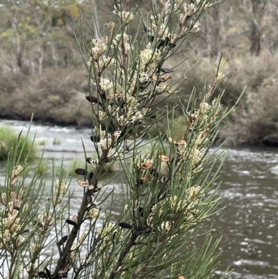 Hakea microcarpa (Small-fruit Hakea) at Adaminaby, NSW - 22 Nov 2023 by JaneR